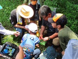 昆虫観察の様子