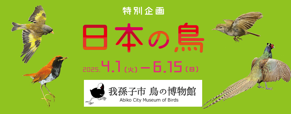 鳥の博物館「特別企画　日本の鳥」の画像